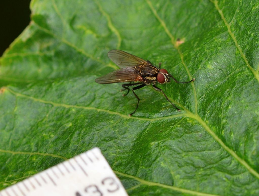 Muscidae da id