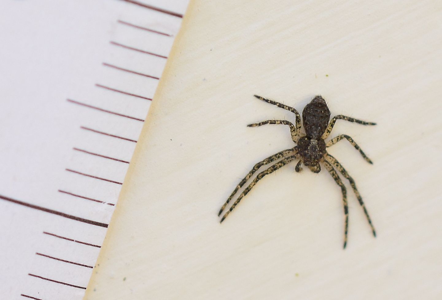 Philodromidae ?  S,  Philodromus cfr. margaritatus - Bannio Anzino (VCO)