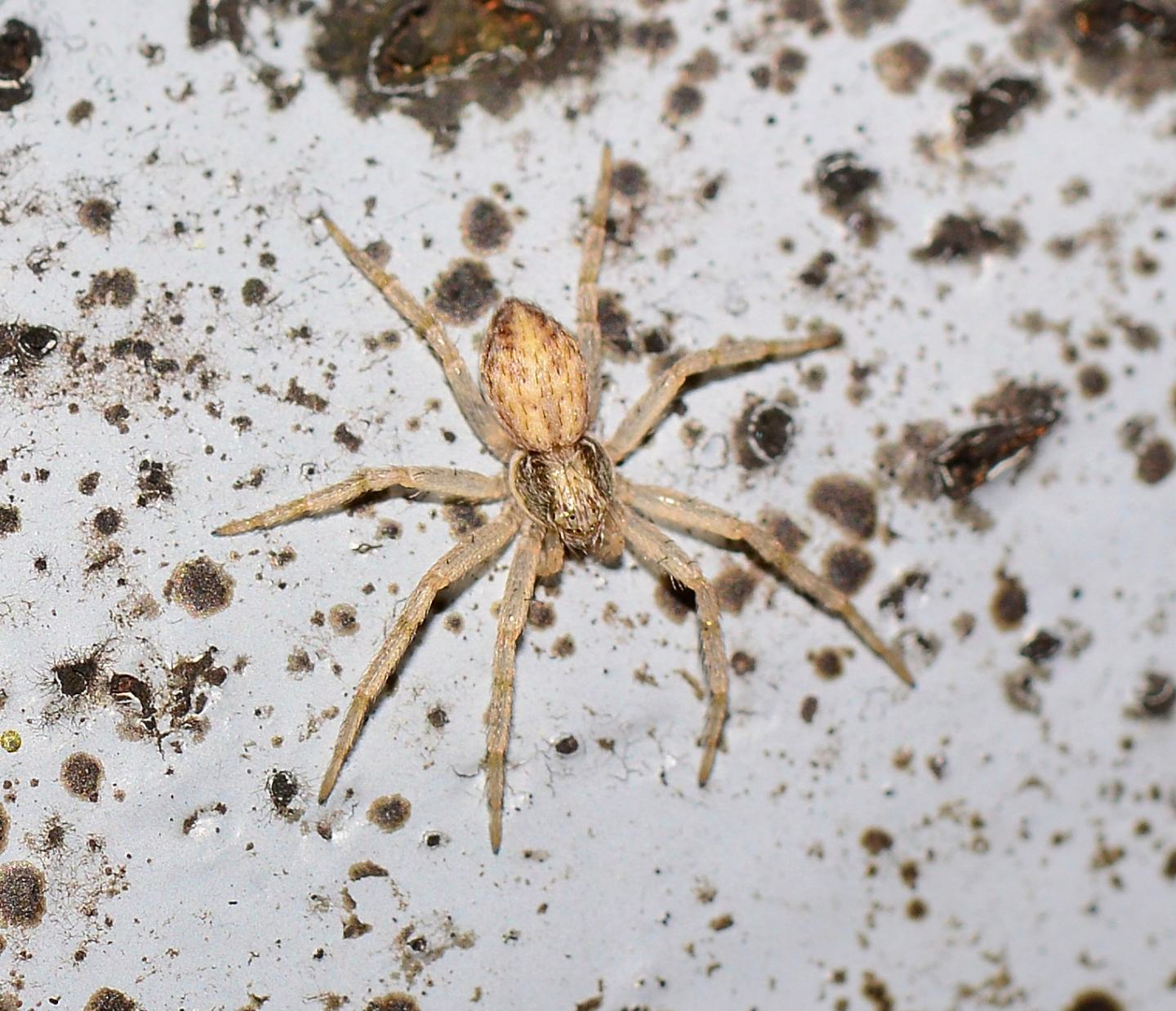 Philodromus sp. - Bannio Anzino (VCO)