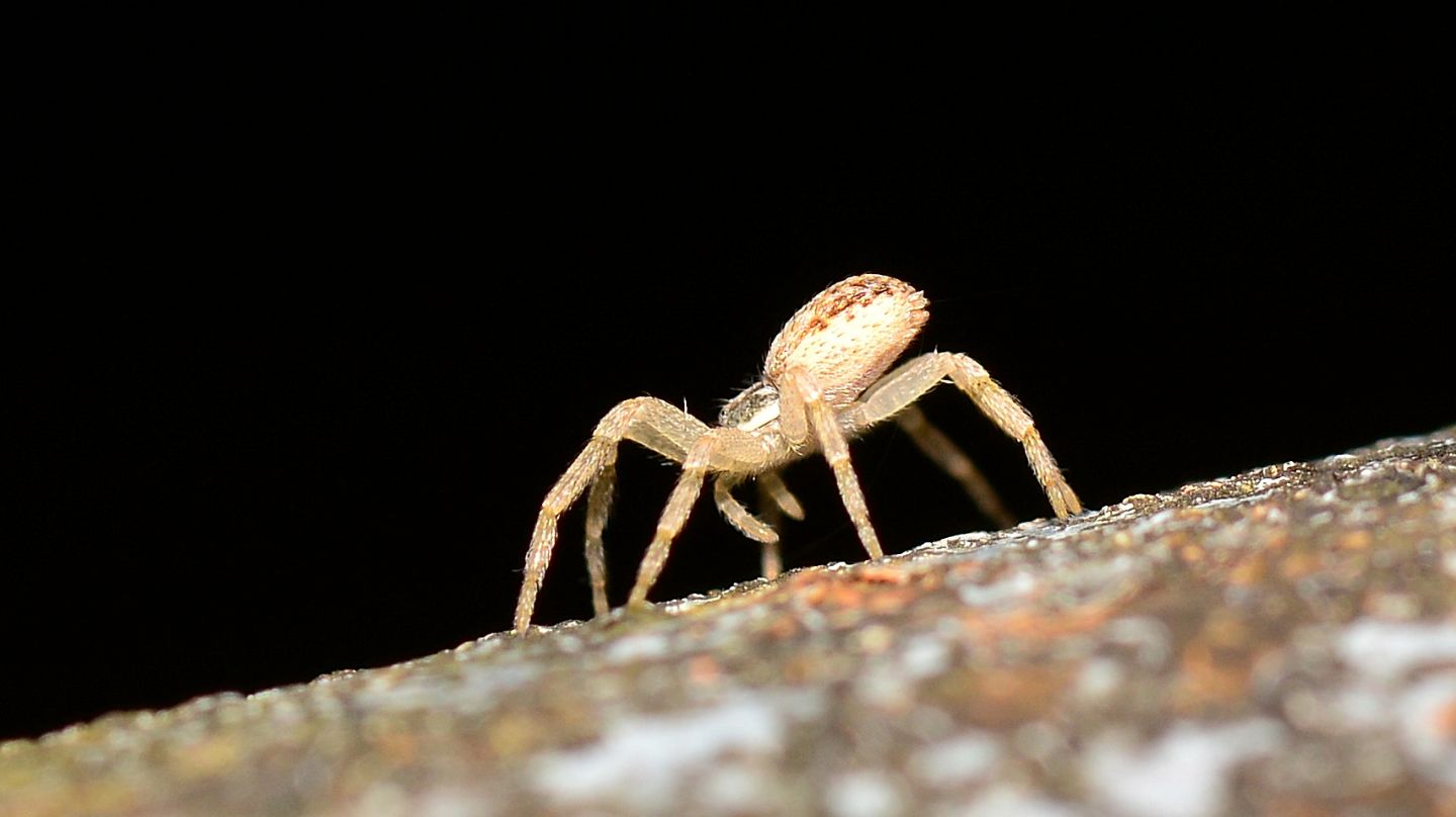 Philodromus sp. - Bannio Anzino (VCO)