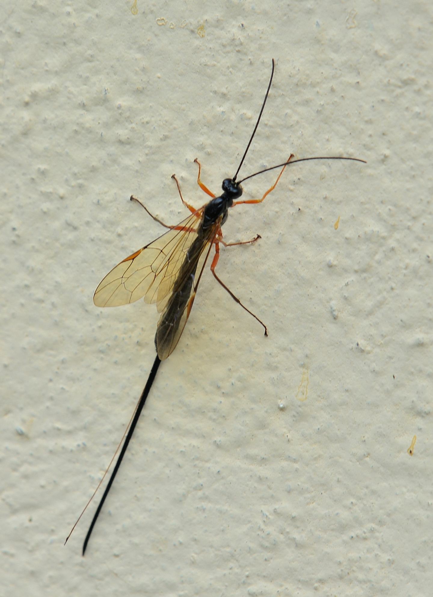 Rhyssa ? no, Ichneumonidae Pimplinae Ephialtini gen. sp.