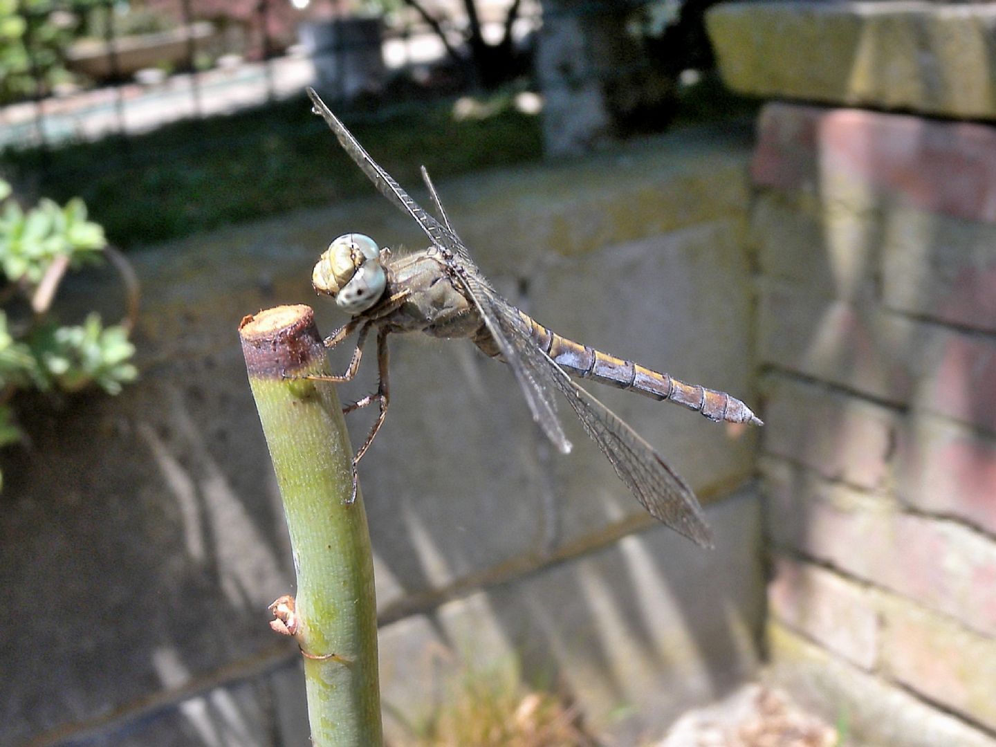 Orthetrum coerulescens femmina