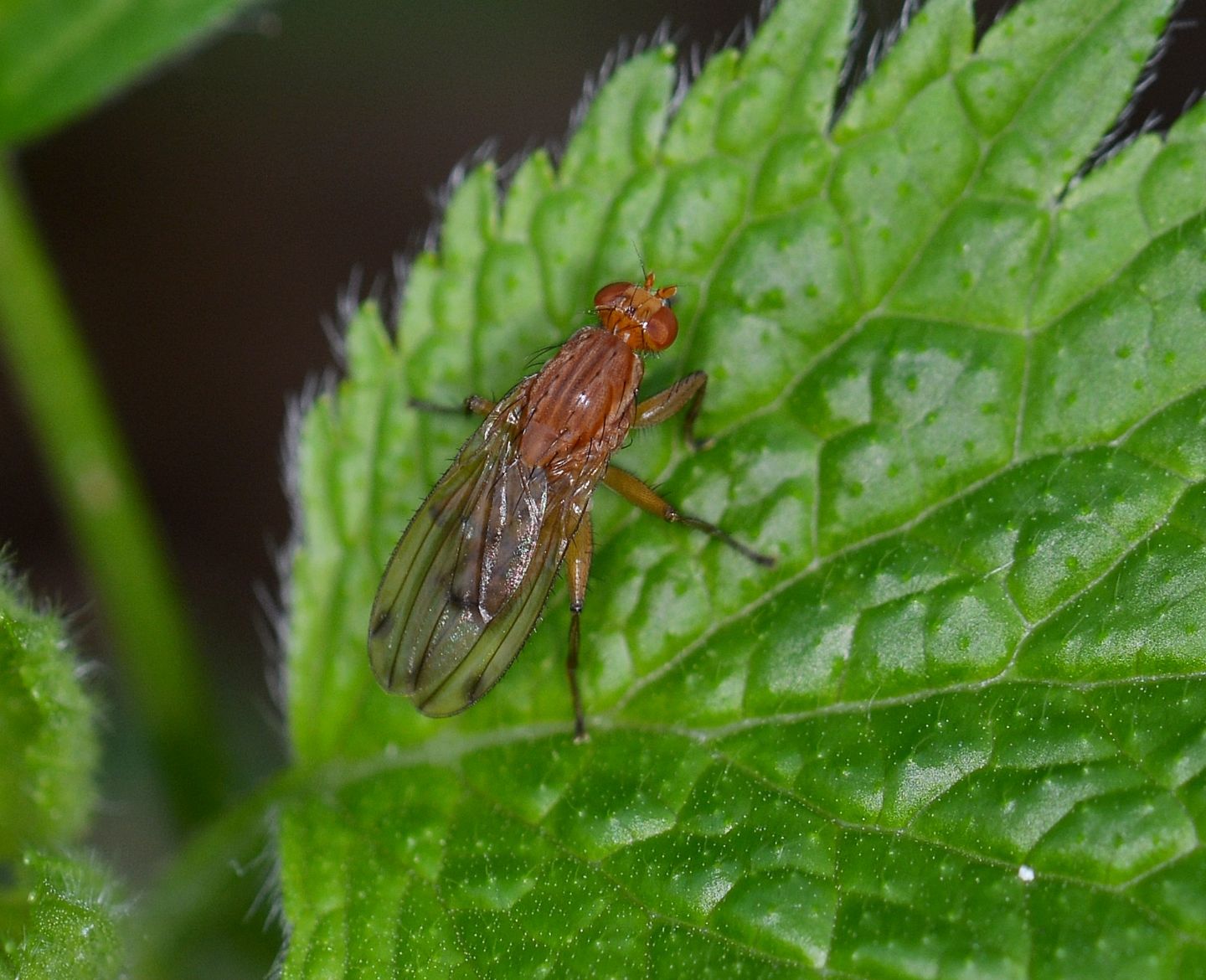 Heleomyzidae:  Suillia sp.