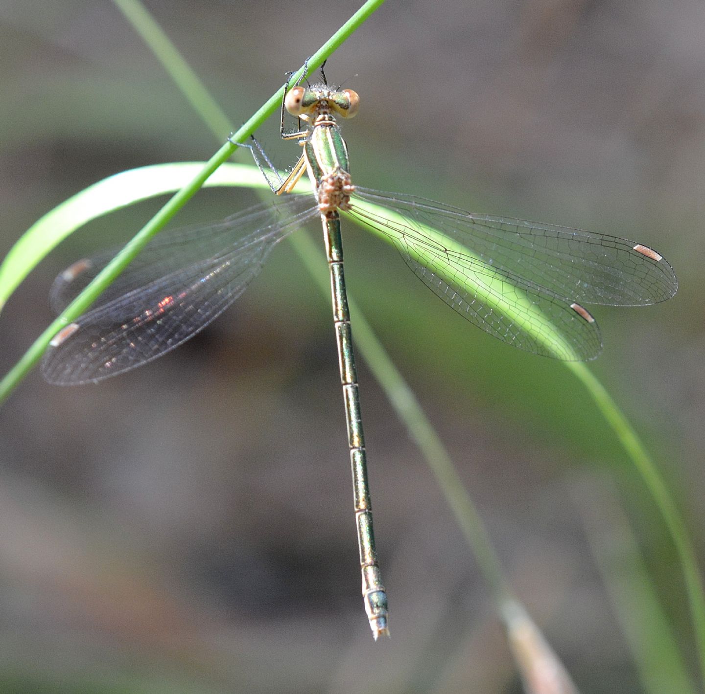 Libellula sarda: Lestes virens virens, femmina