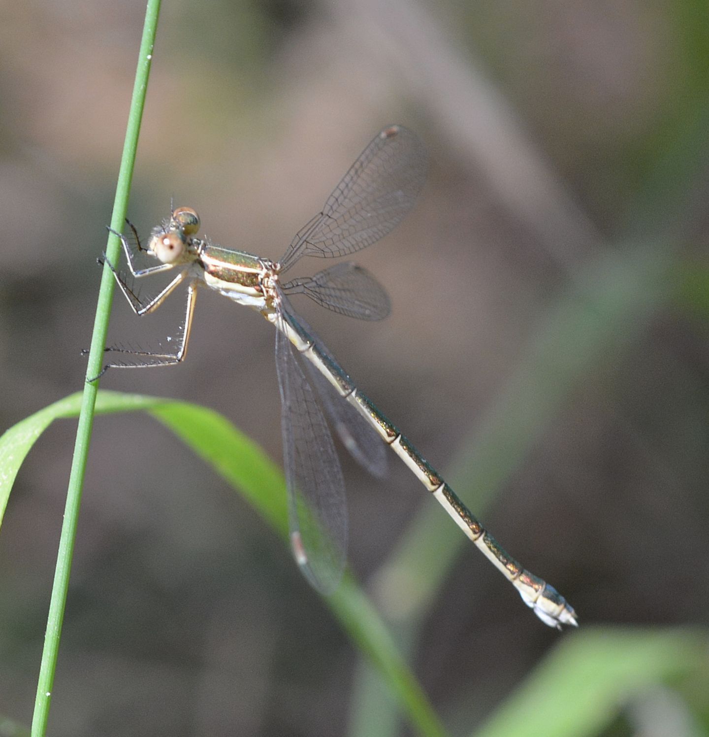 Libellula sarda: Lestes virens virens, femmina