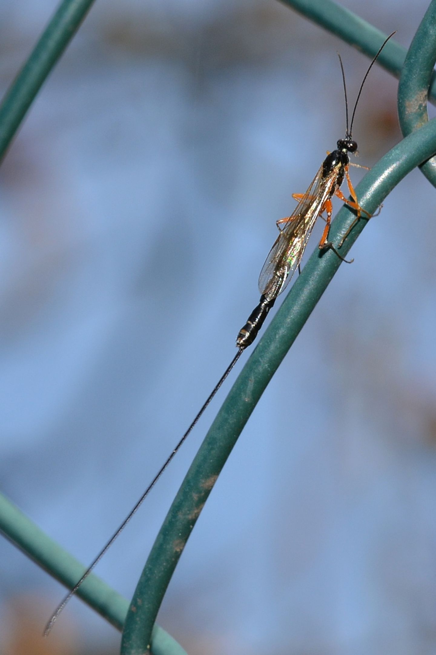 Ichneumonidae da id