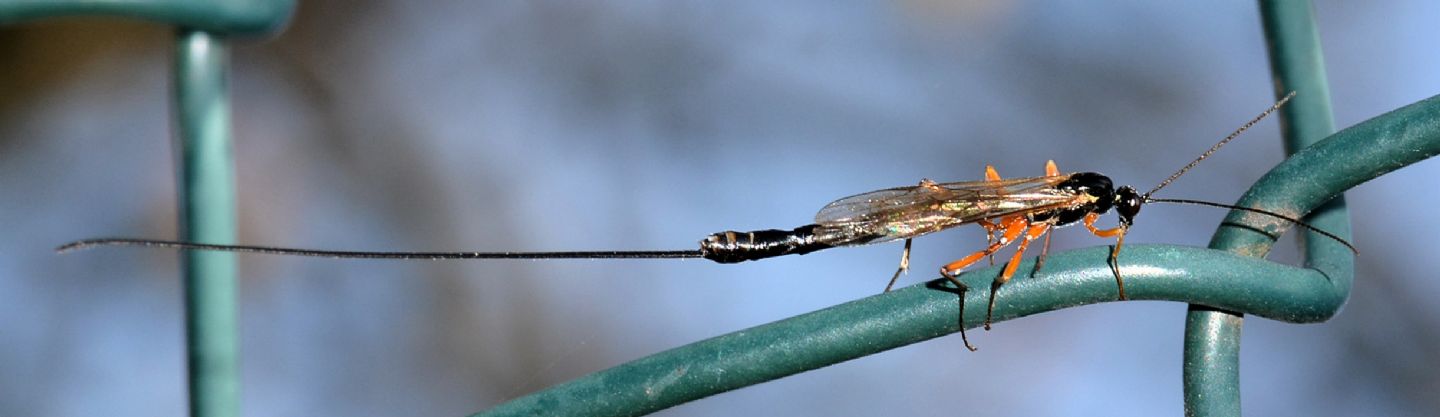 Ichneumonidae da id