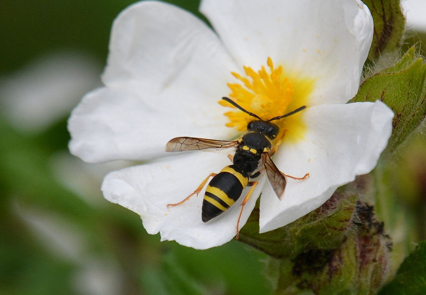 Da Capraia -  Vespidae Eumeninae: Ancistrocerus sp.