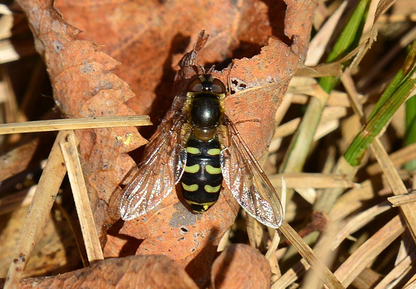 primi Syrphidae: Scaeva selenitica, femmina