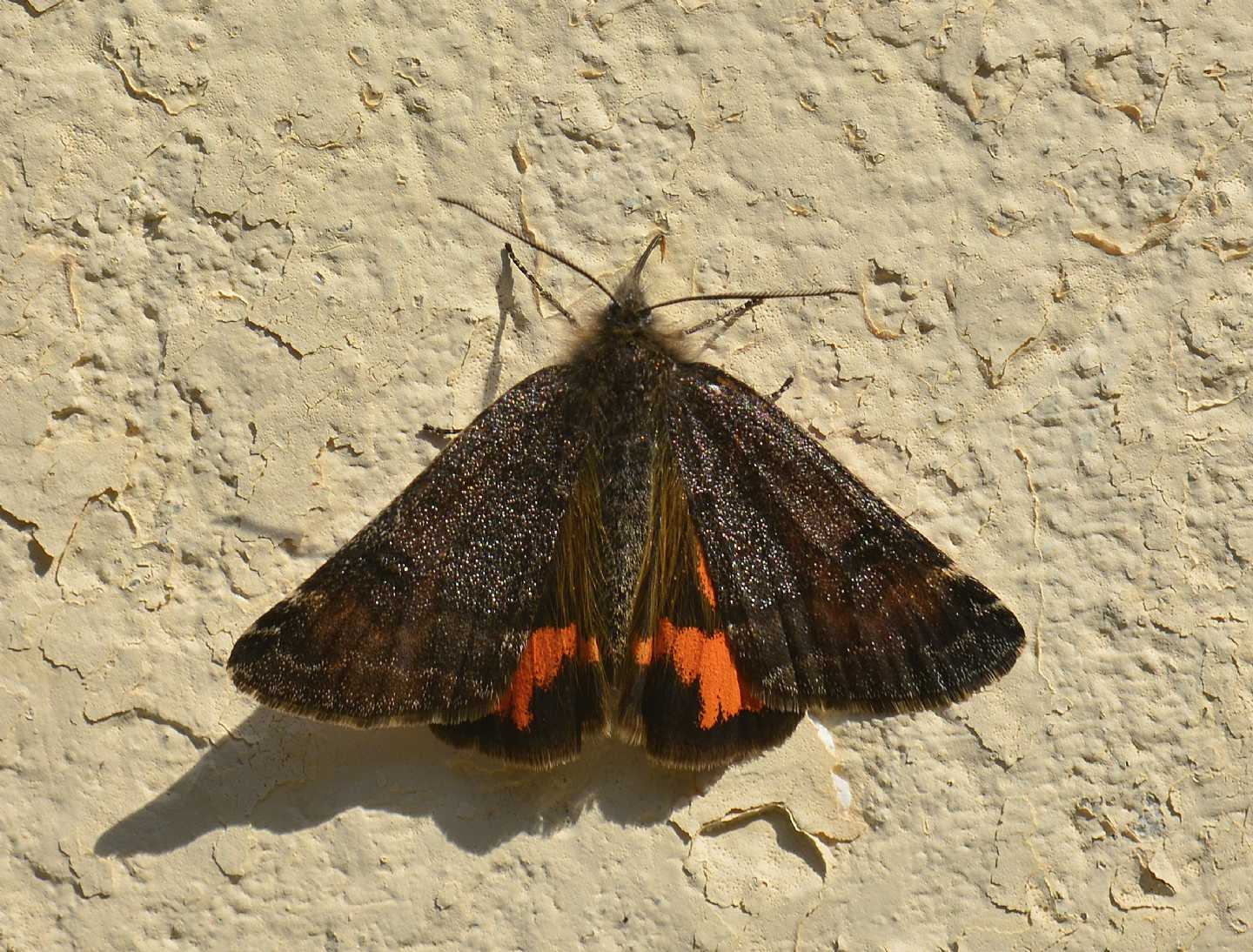 Dubbio - Boudinotiana notha, Geometridae