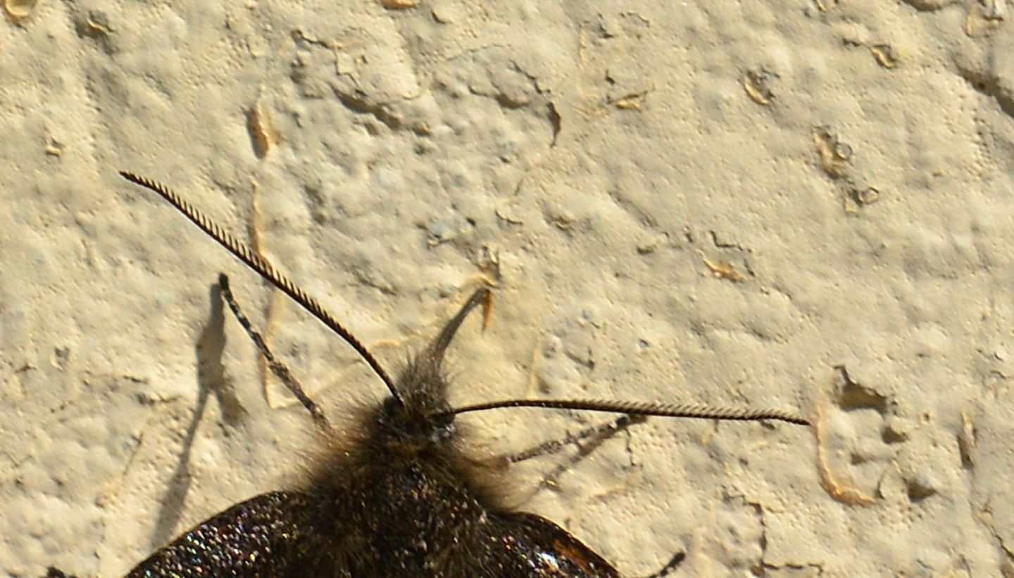 Dubbio - Boudinotiana notha, Geometridae