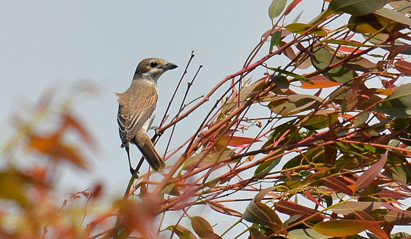 Averla ?  S, Averla piccola (Lanius collurio), femmina