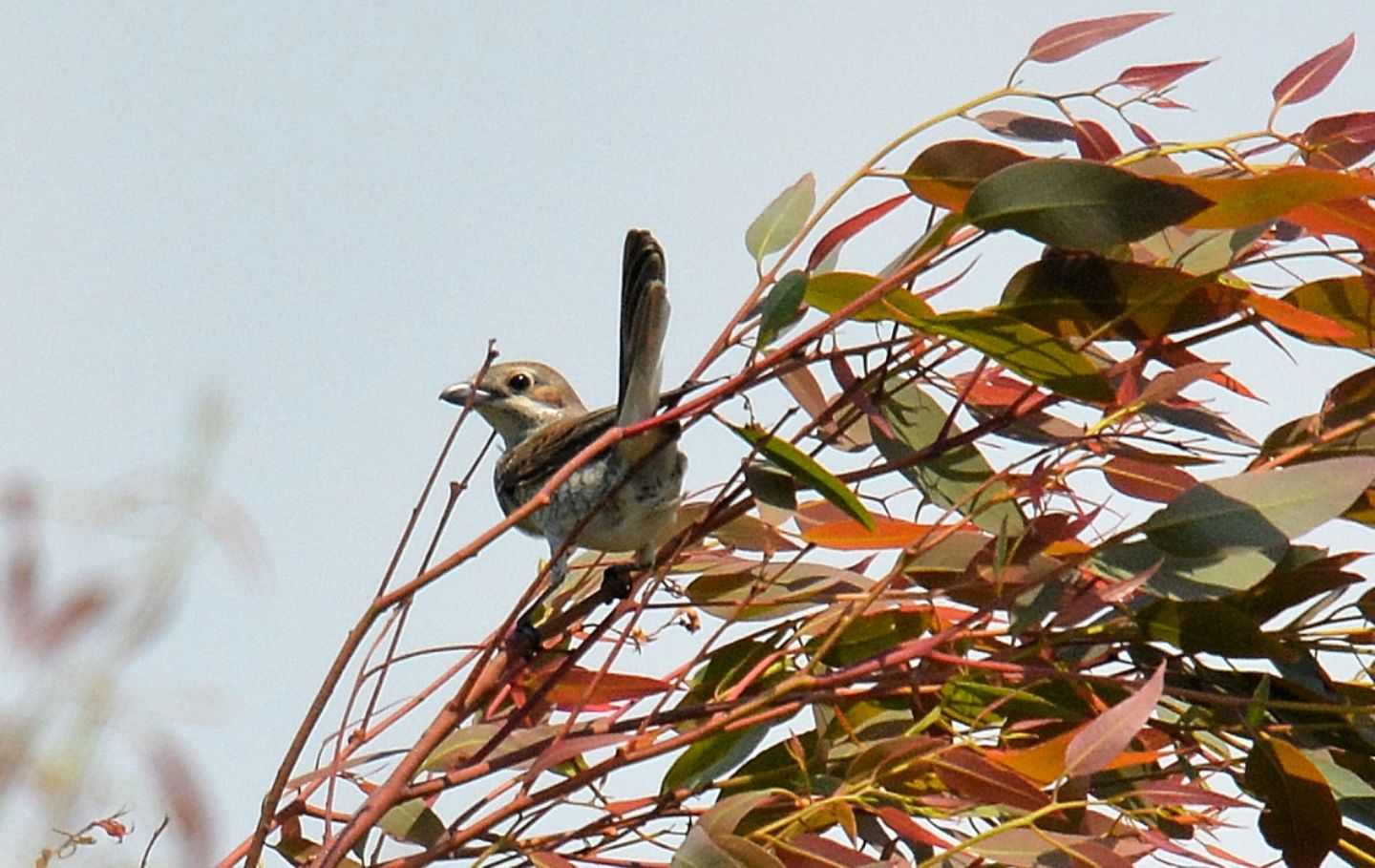 Averla ?  S, Averla piccola (Lanius collurio), femmina