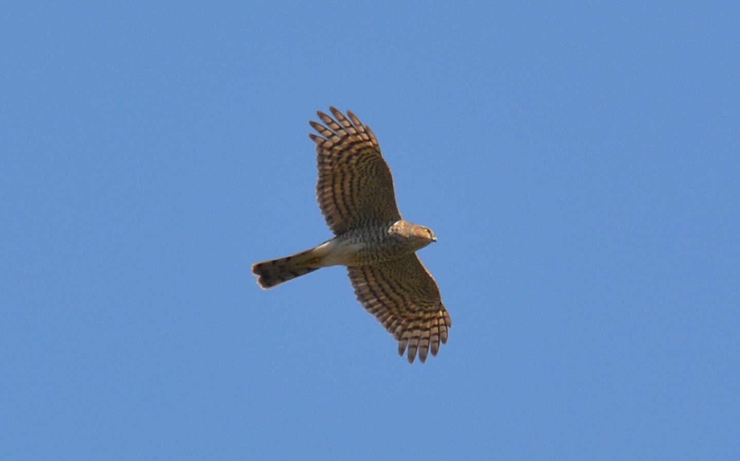 Sparviere (Accipiter nisus), maschio