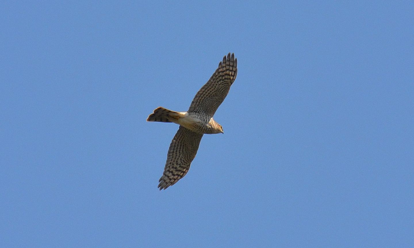 Sparviere (Accipiter nisus), maschio