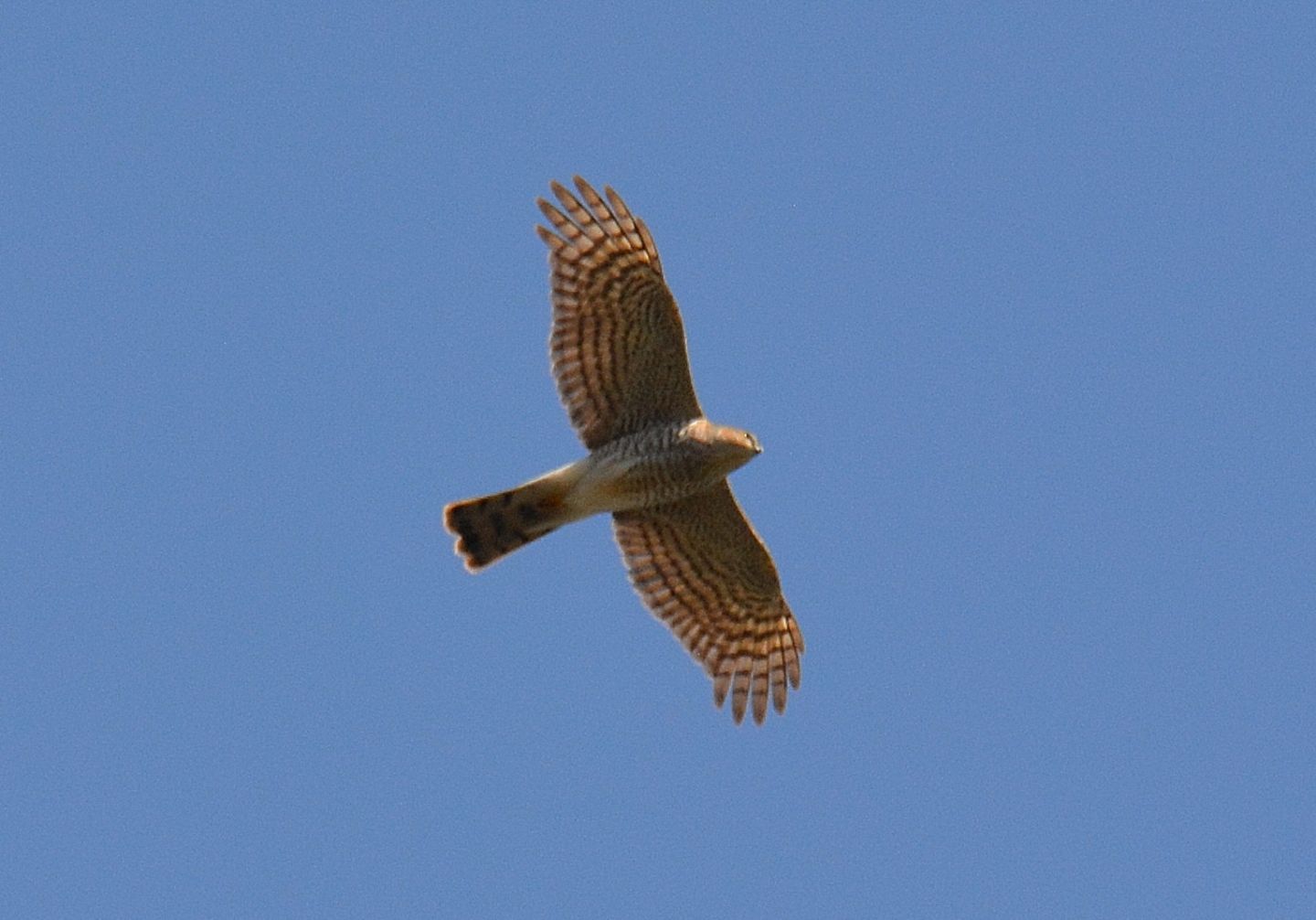 Sparviere (Accipiter nisus), maschio