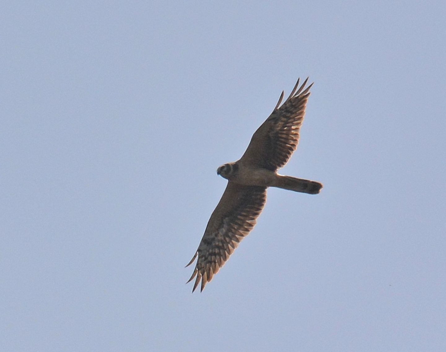 in volo sull''isola:  Albanella pallida (Circus macrourus)