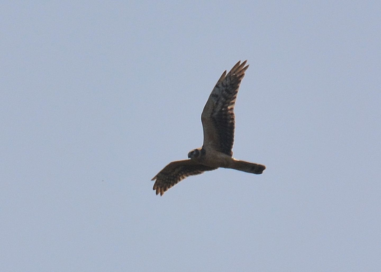 in volo sull''isola:  Albanella pallida (Circus macrourus)