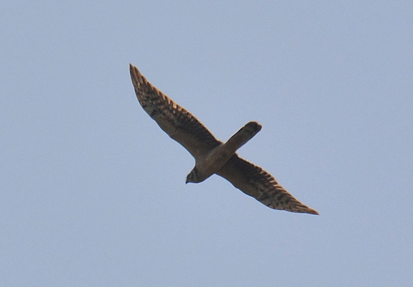 in volo sull''isola:  Albanella pallida (Circus macrourus)