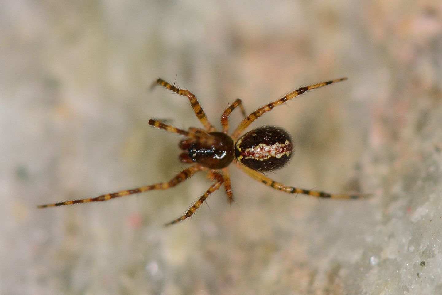 Theridion sp.  - Bannio Anzino (VCO)