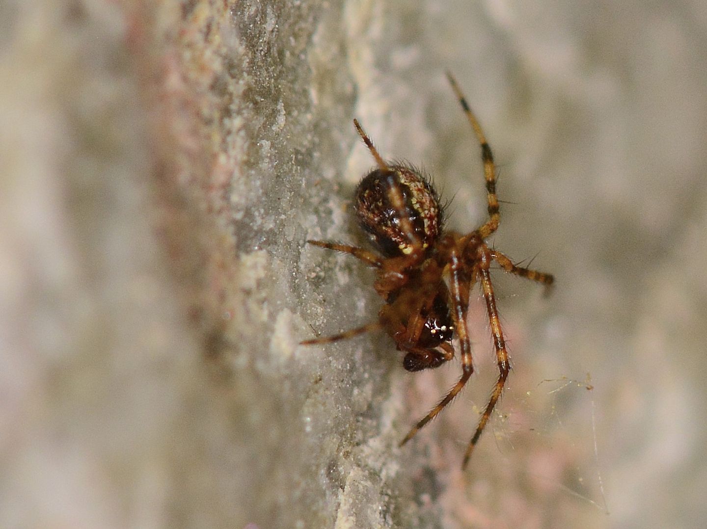 Theridion sp.  - Bannio Anzino (VCO)