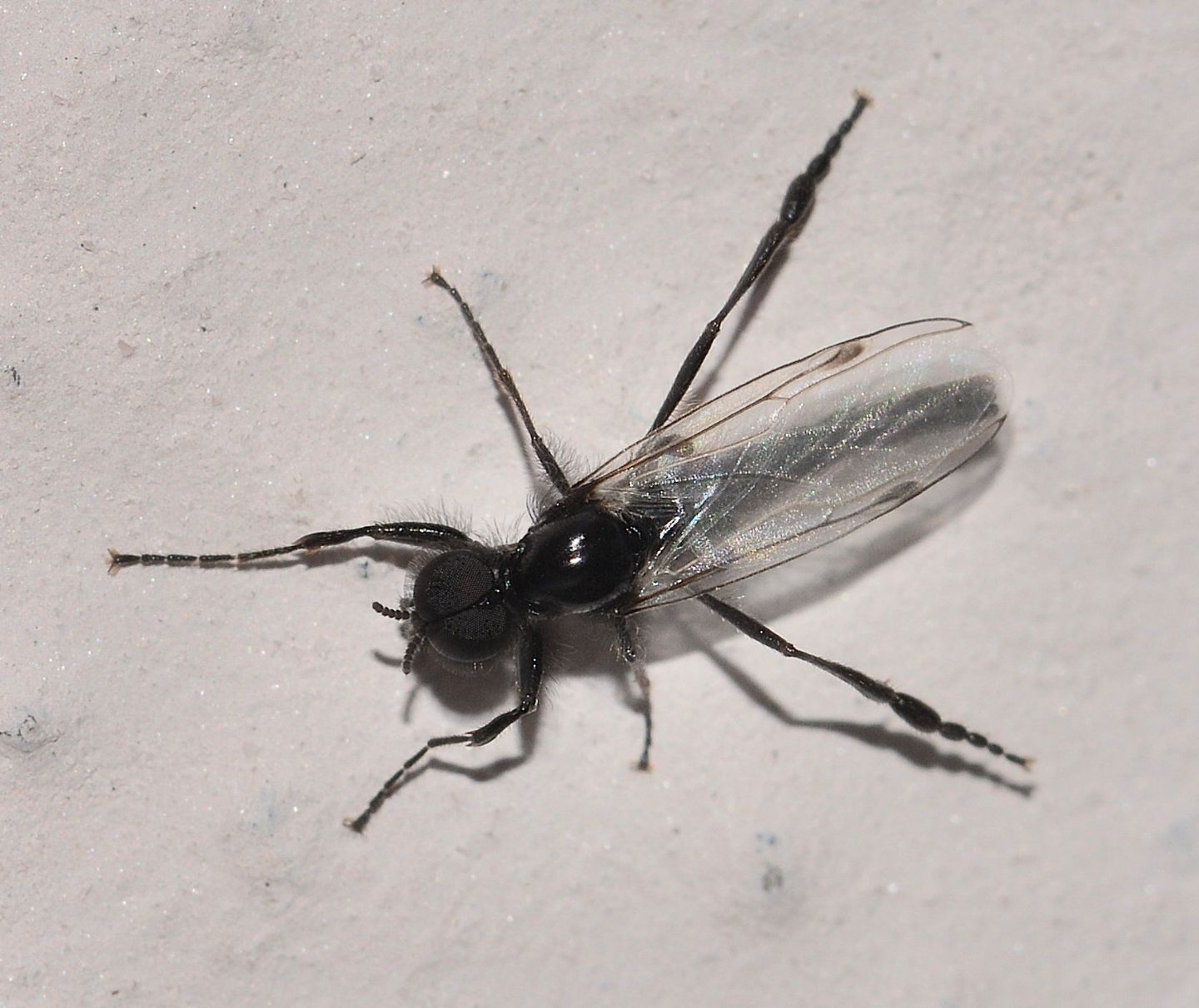 Bibionidae: Bibio clavipes, maschio