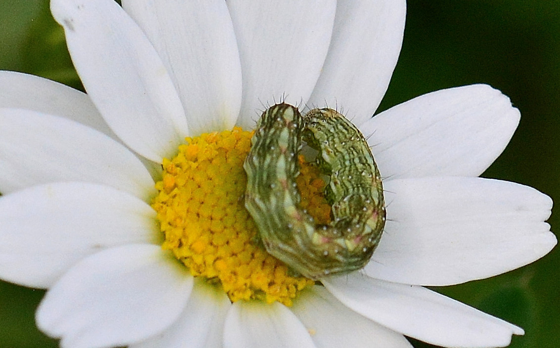 Larva Cucullia ?