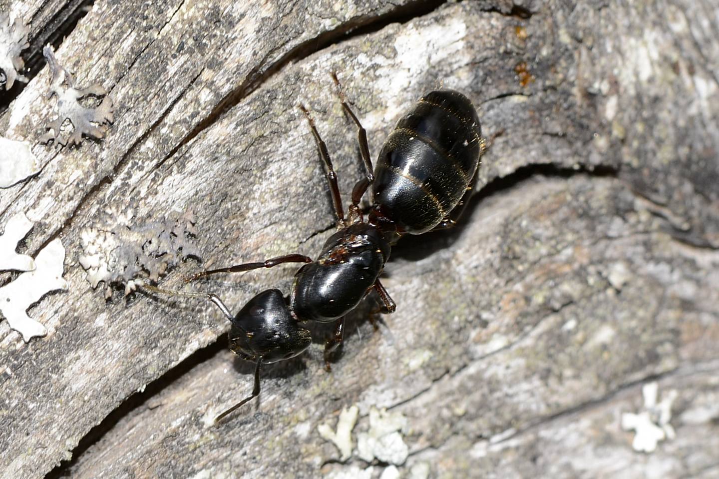 Formicone: Camponotus herculeanus?