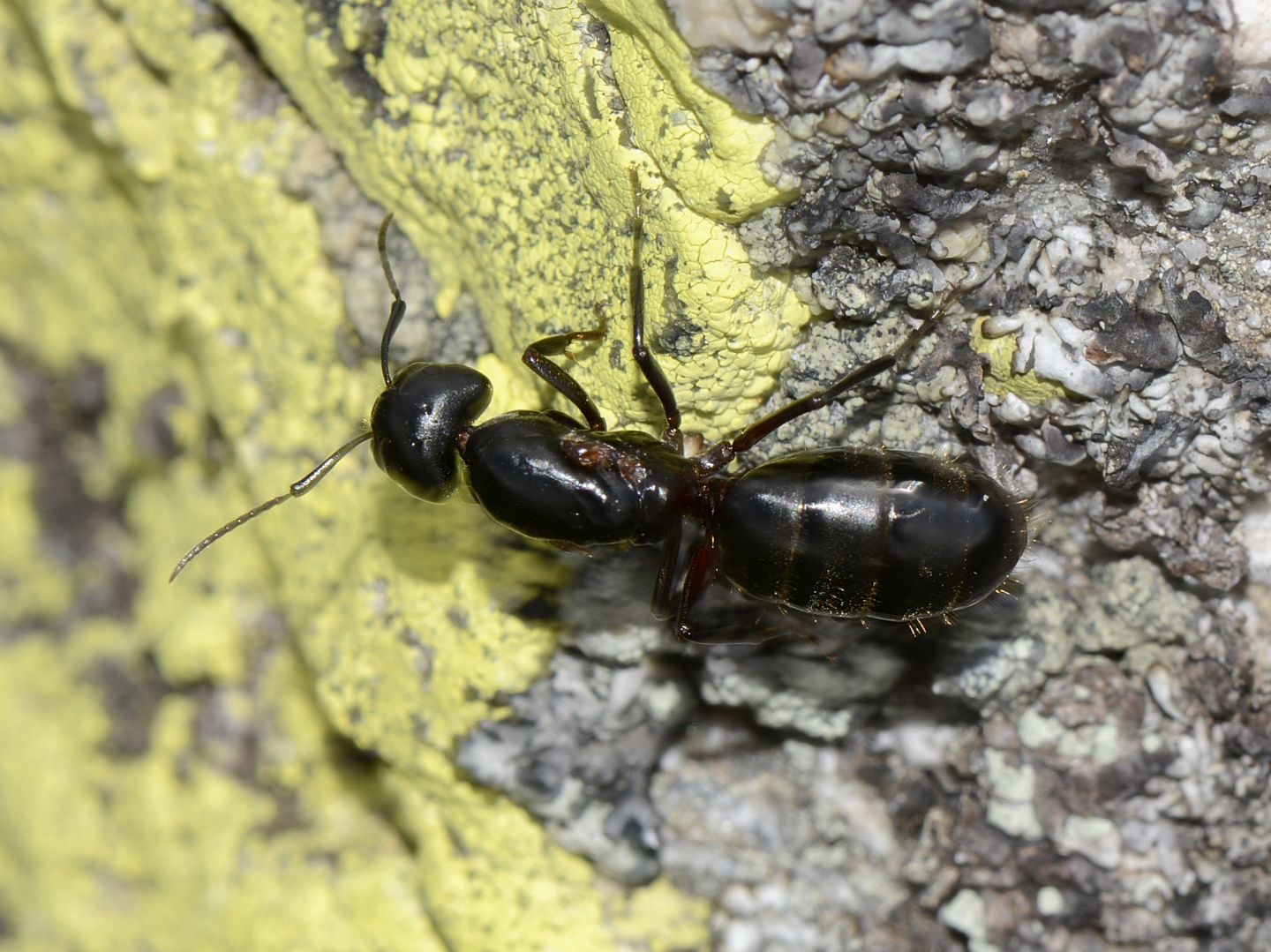 Formicone: Camponotus herculeanus?