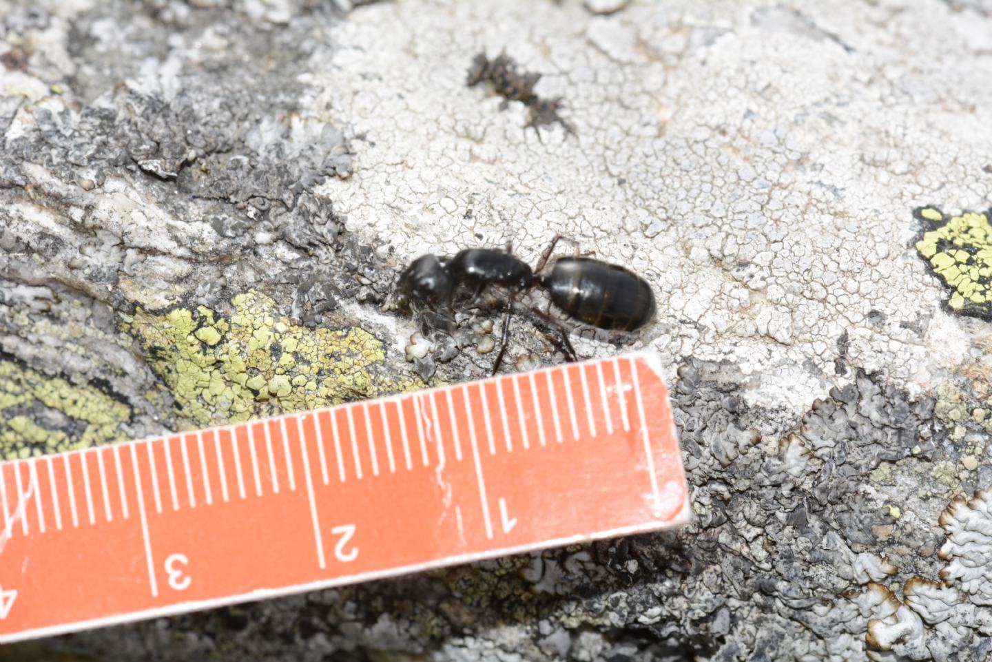 Formicone: Camponotus herculeanus?