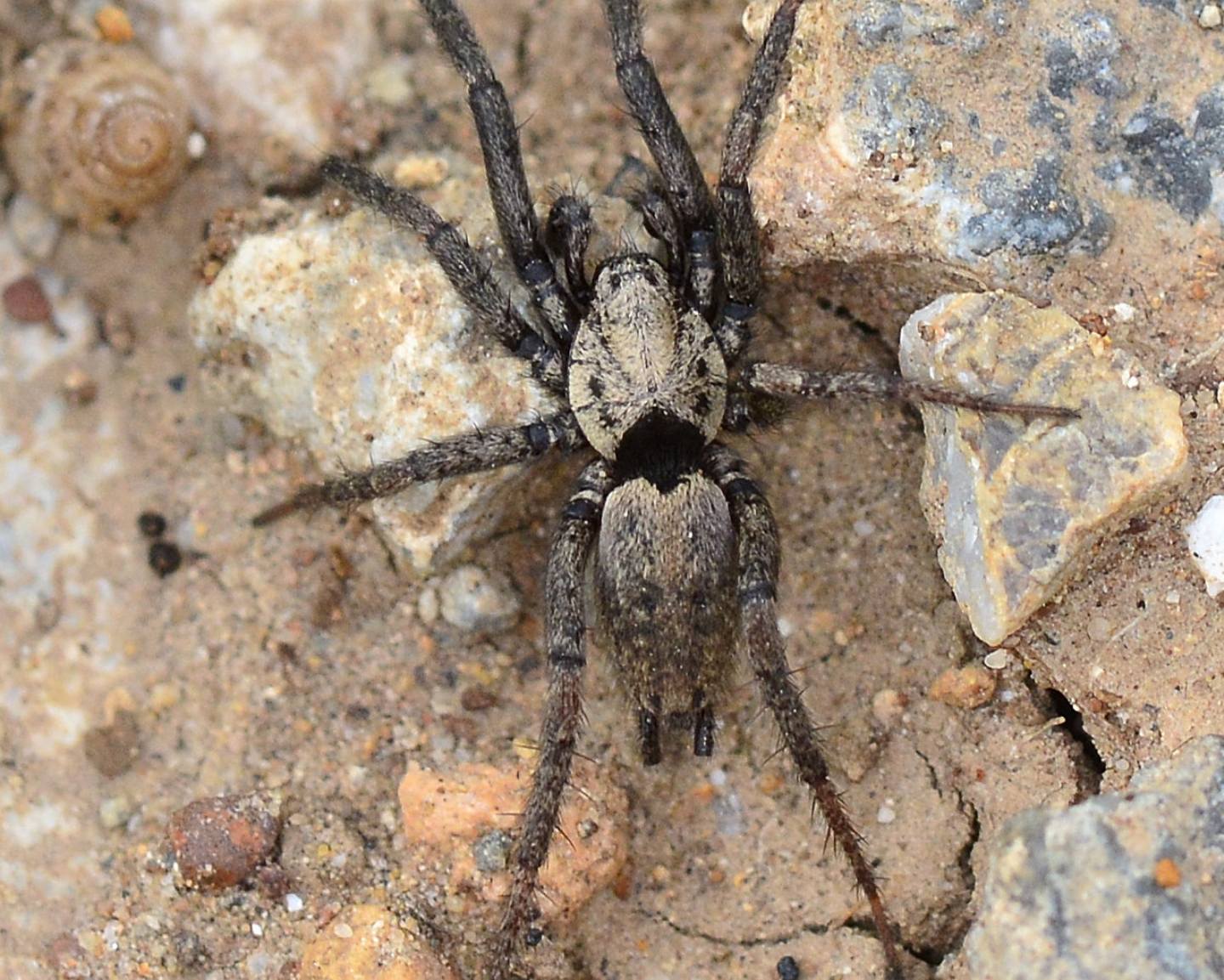 Lycosidae da id