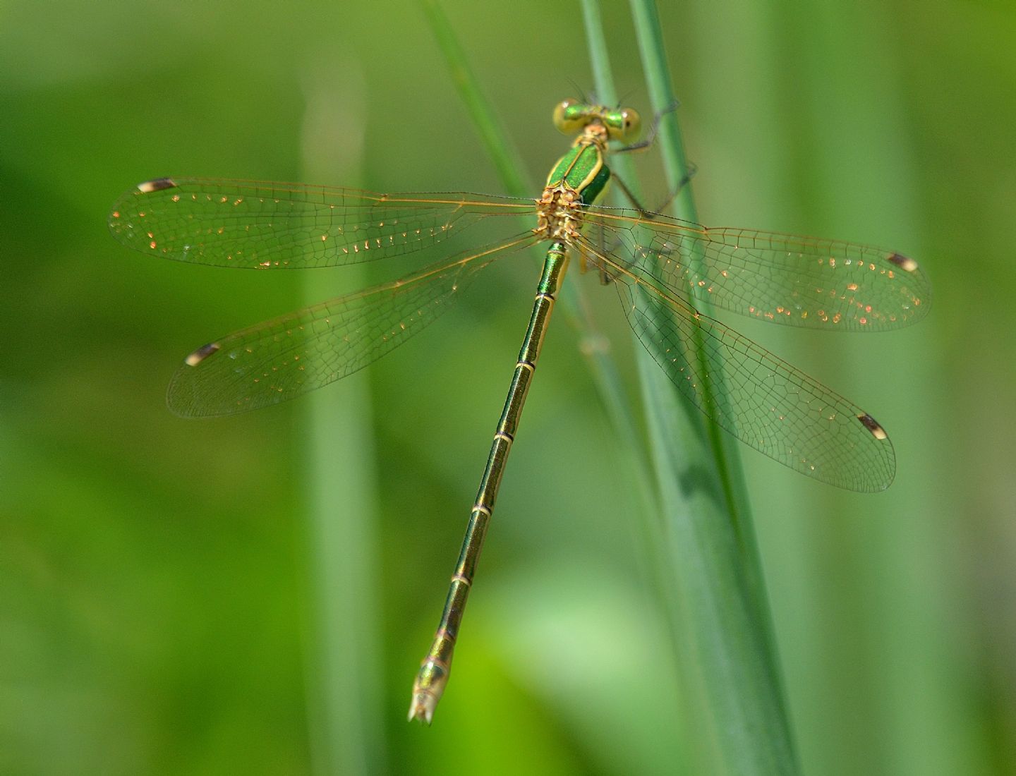 Lestes barbarus, femmina