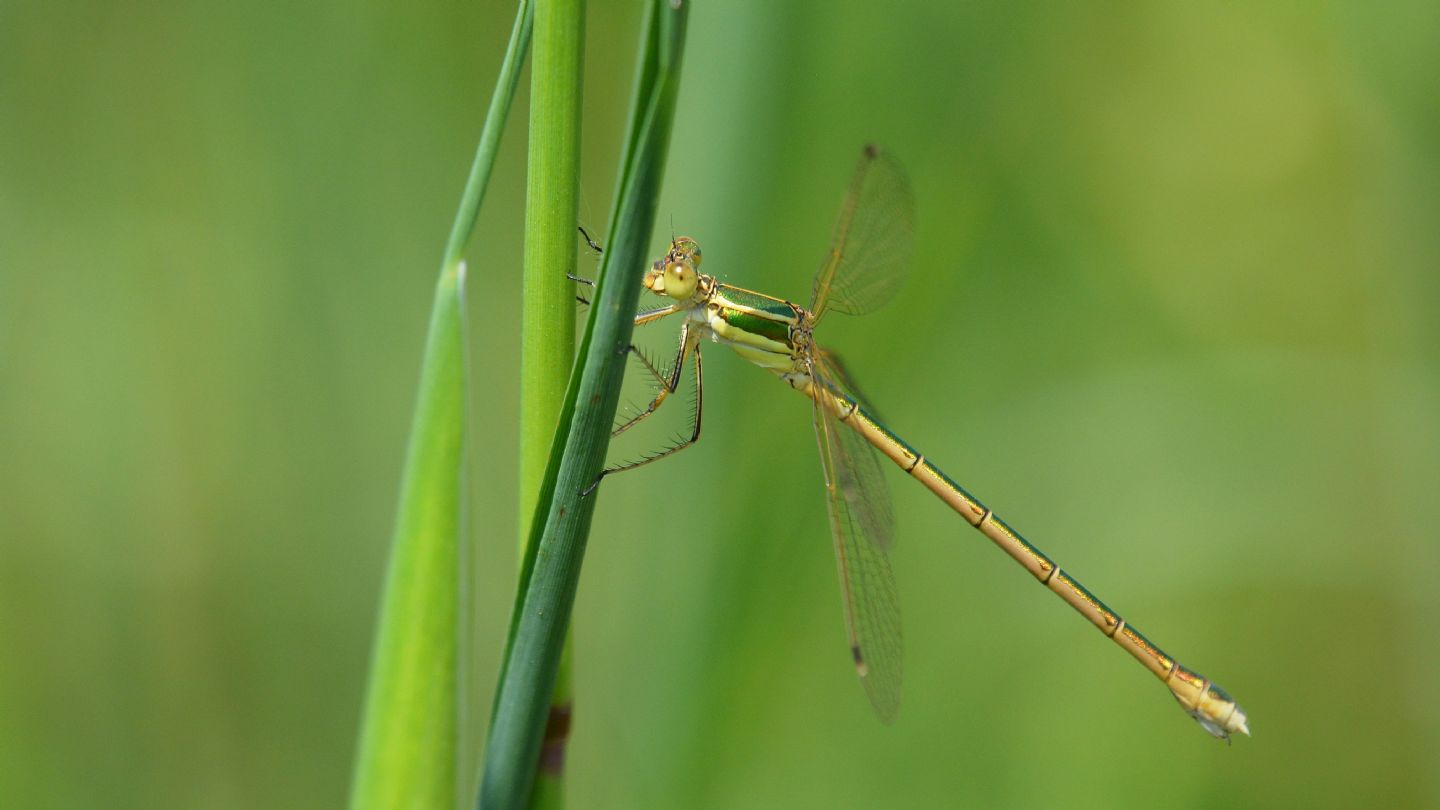 Lestes barbarus, femmina