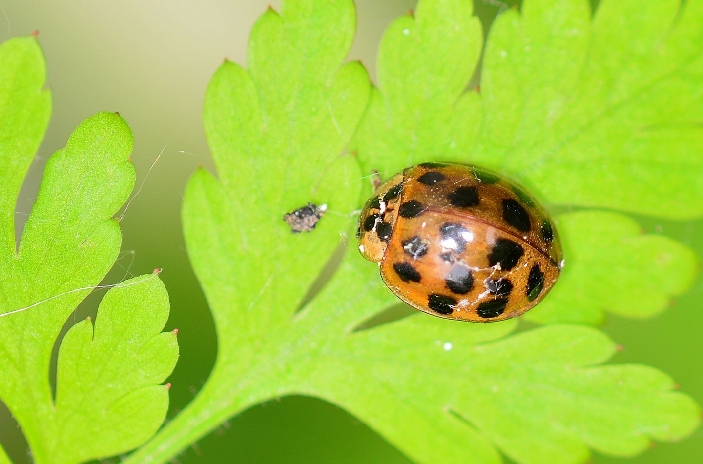 Coccinellidae non id: Harmonia axyridis