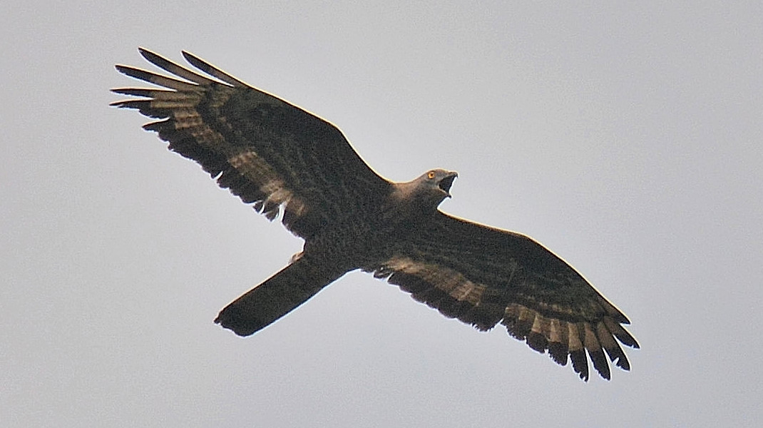 grida in cielo:   Falco pecchiaiolo (Pernis apivorus)