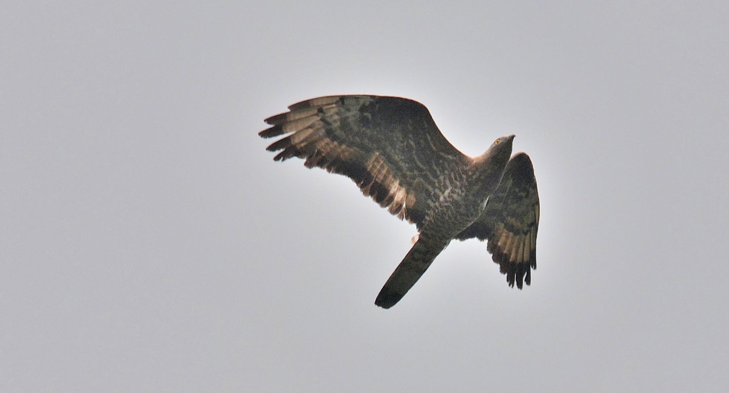 grida in cielo:   Falco pecchiaiolo (Pernis apivorus)