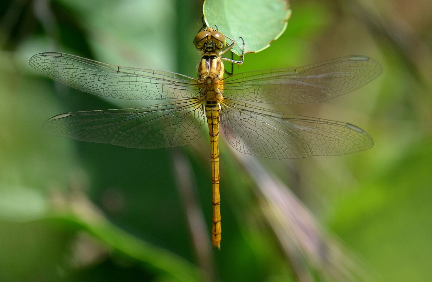 Sympetrum sp. (striolatum o meridionale) neo-sfarfallato