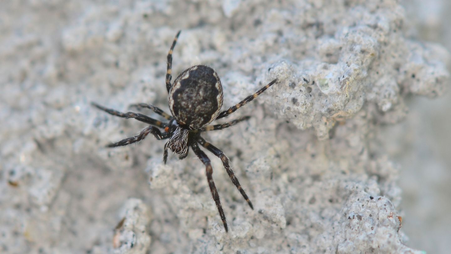 Nuctenea  sp. - Bannio Anzino (VCO)