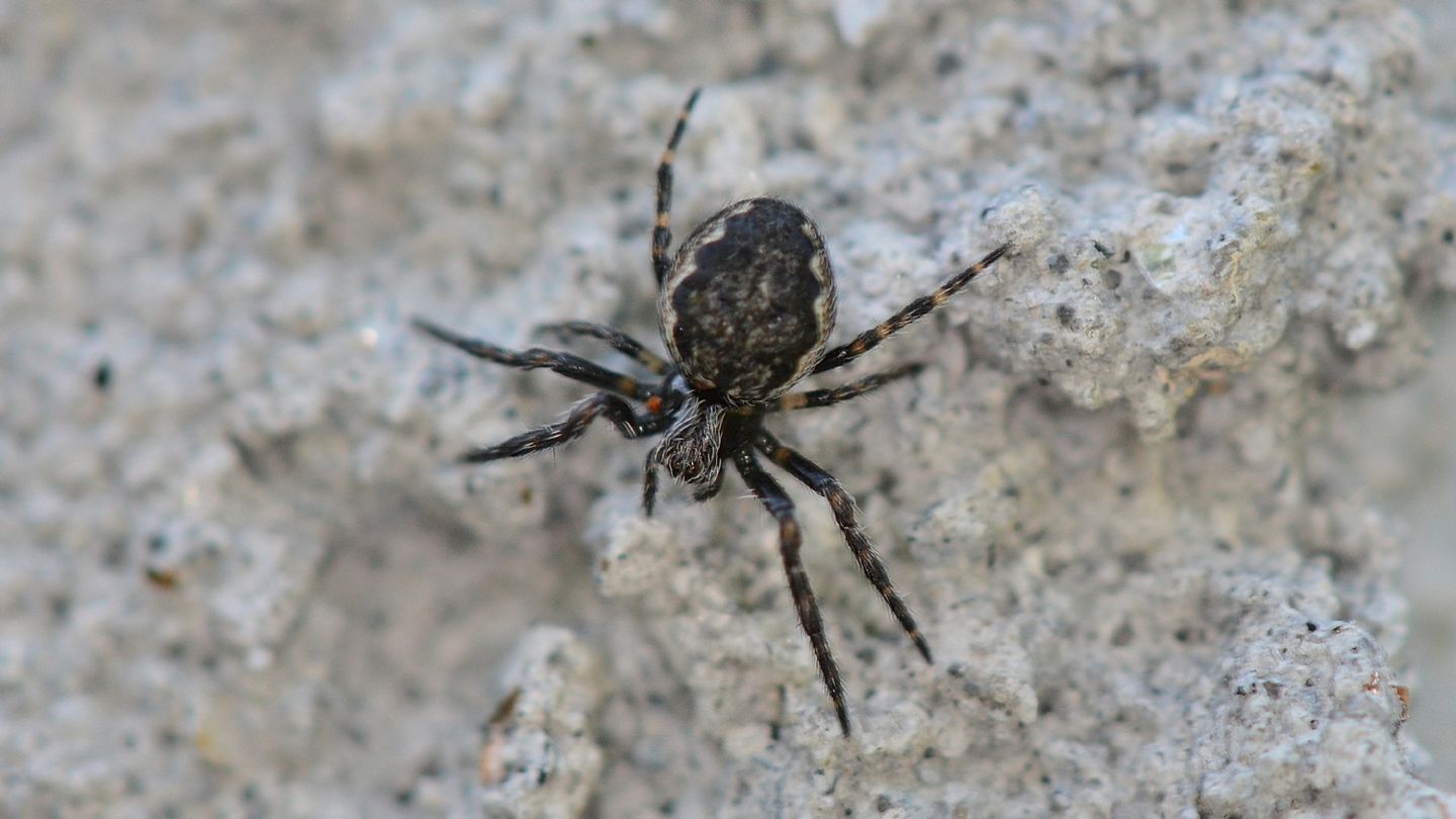 Nuctenea  sp. - Bannio Anzino (VCO)