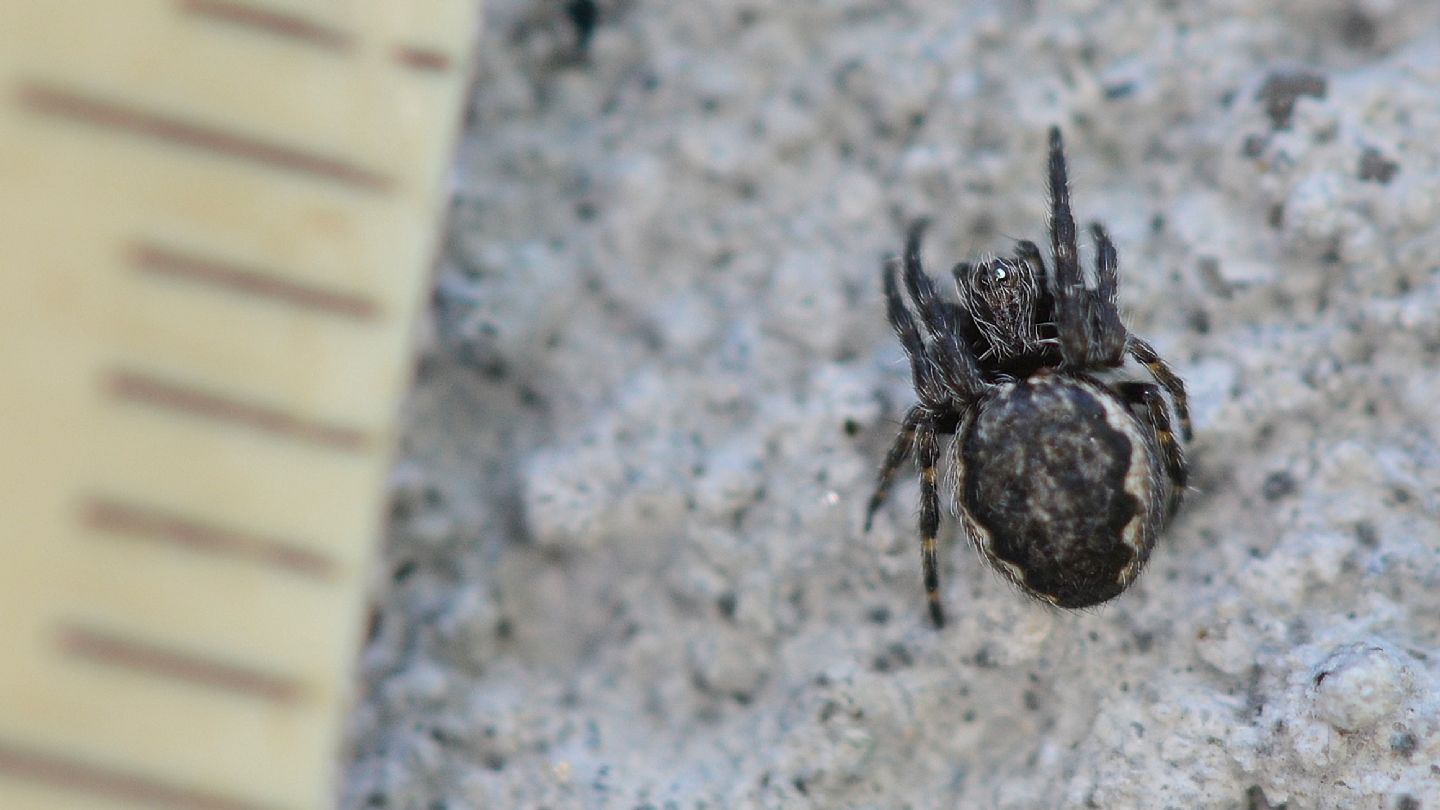 Nuctenea  sp. - Bannio Anzino (VCO)