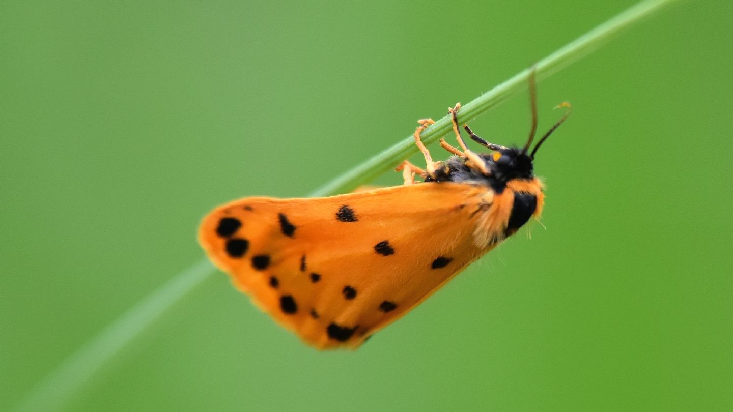 Setina ? s, Setina aurita