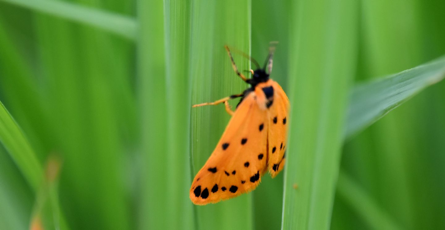 Setina ? s, Setina aurita