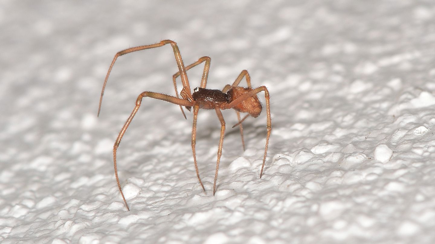 Steatoda sp. - Bannio Anzino (VCO)