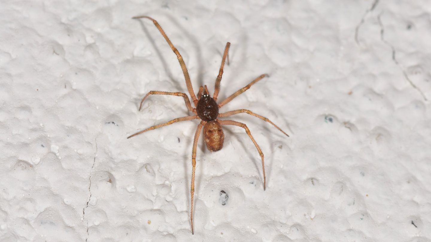 Steatoda sp. - Bannio Anzino (VCO)