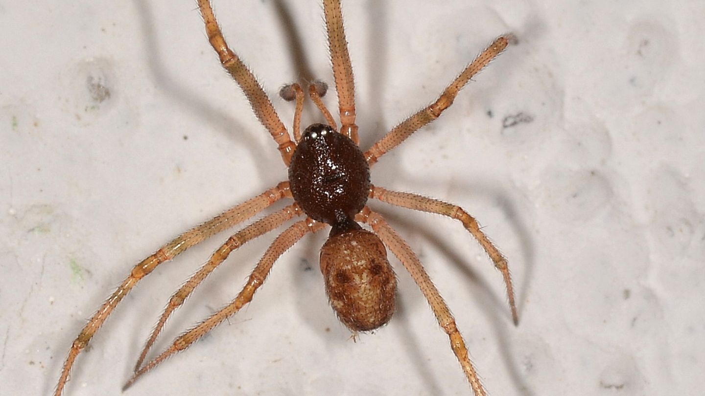 Steatoda sp. - Bannio Anzino (VCO)