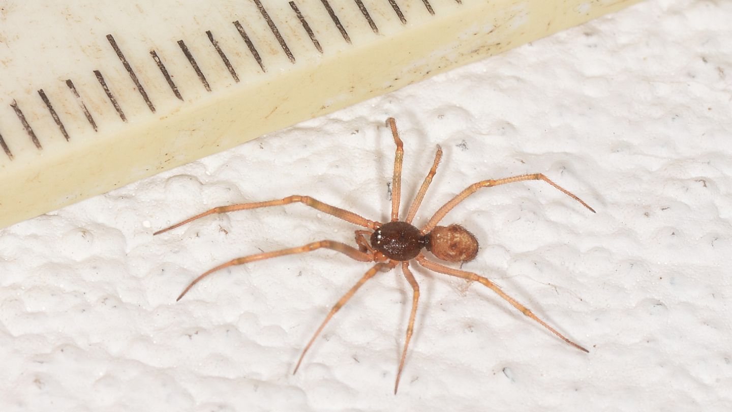 Steatoda sp. - Bannio Anzino (VCO)