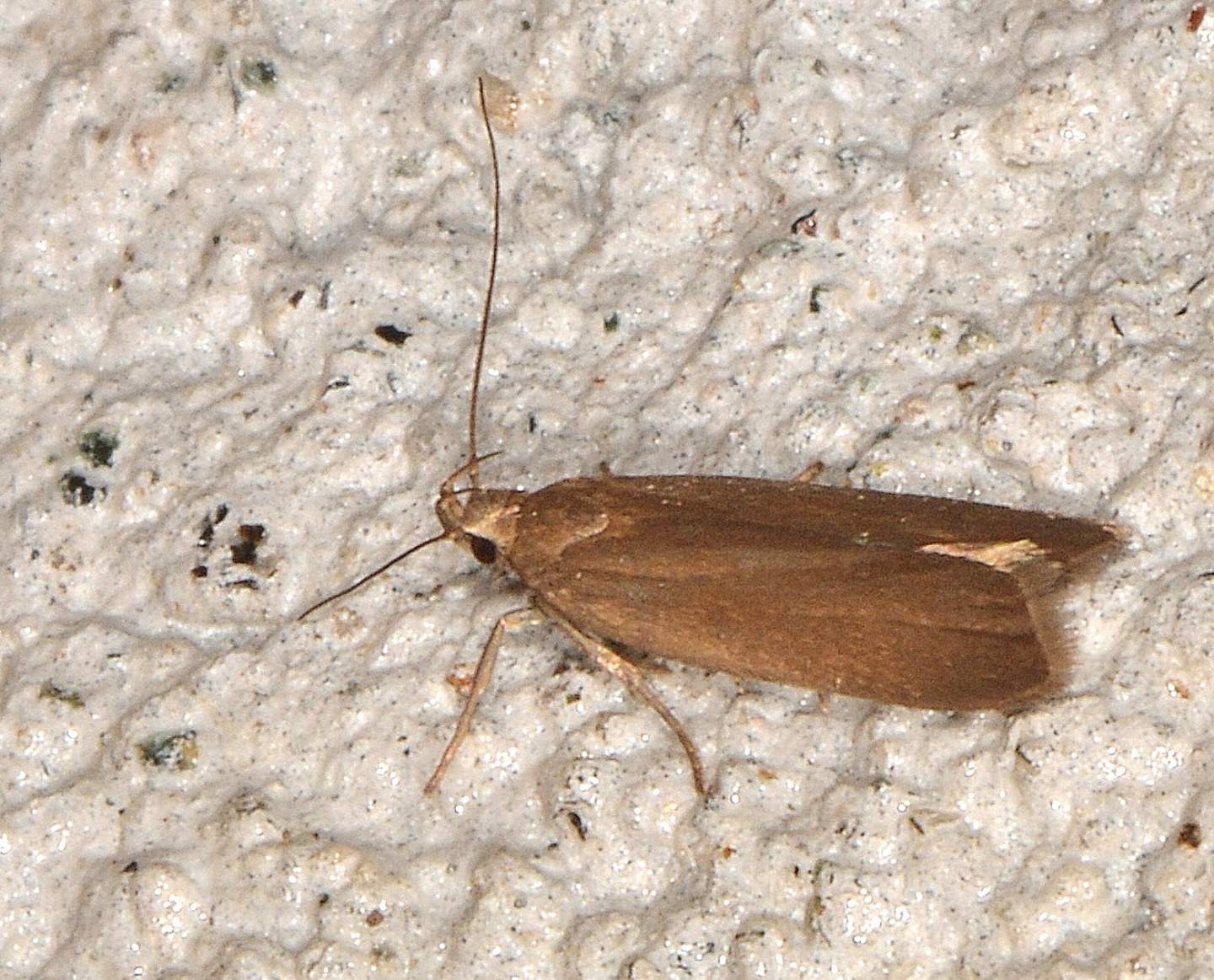 Gelechiidae: Acompsia cinerella ? S !