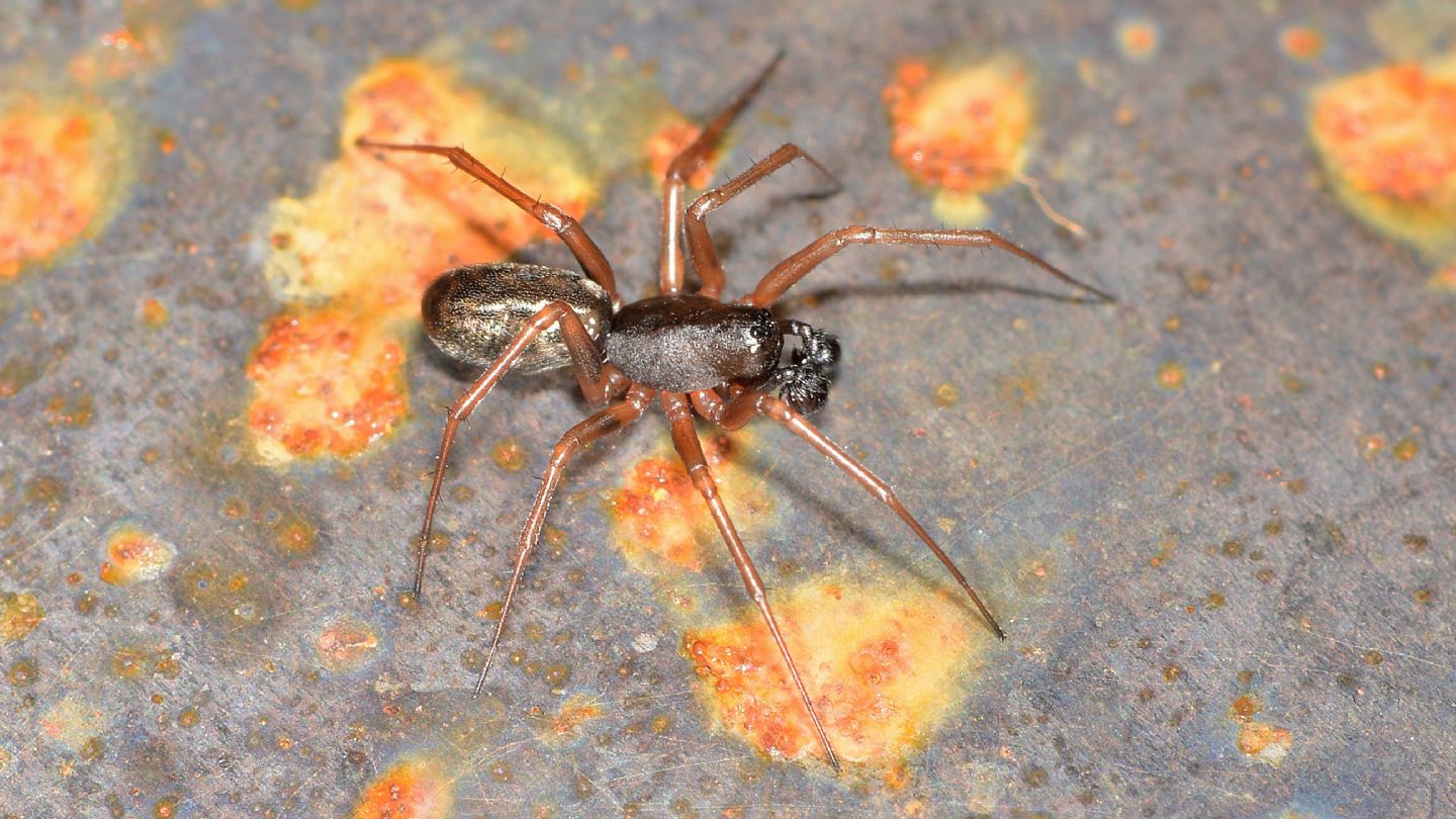 Segestriidae ?  No, Linyphiidae:  Neriene clathrata -  Paullo (MI)