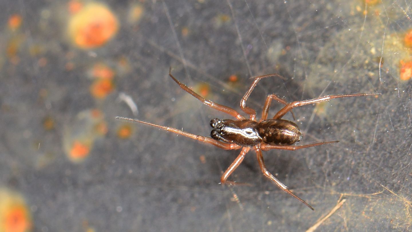 Segestriidae ?  No, Linyphiidae:  Neriene clathrata -  Paullo (MI)