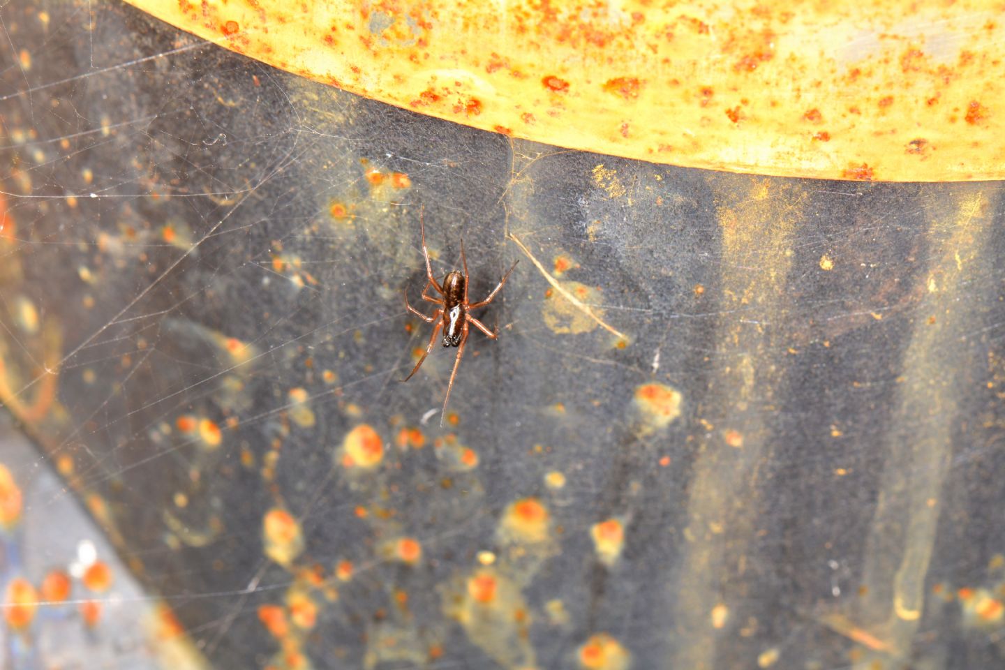 Segestriidae ?  No, Linyphiidae:  Neriene clathrata -  Paullo (MI)